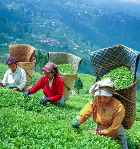 Darjeeling Tea Estate 