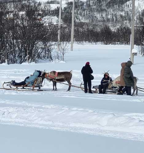 Reindeer & Husky Ride