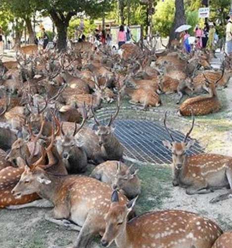 Nara Deer Park