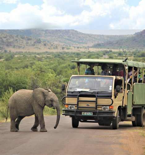 Game drive