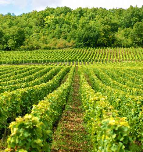 Winelands